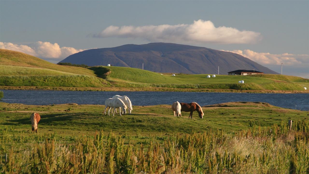 Pferde bei Myvatn in Nordisland