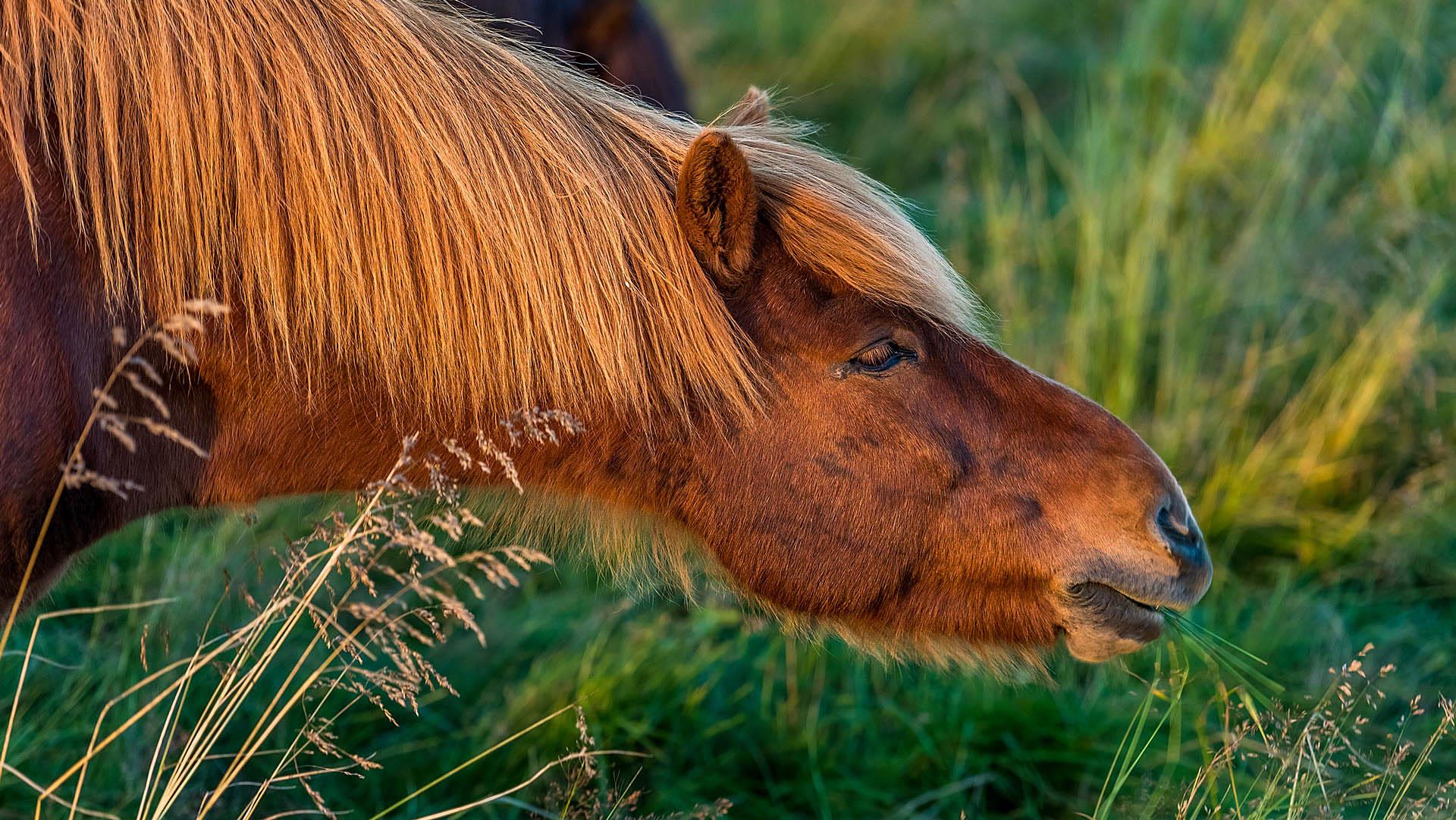 Islandpony 