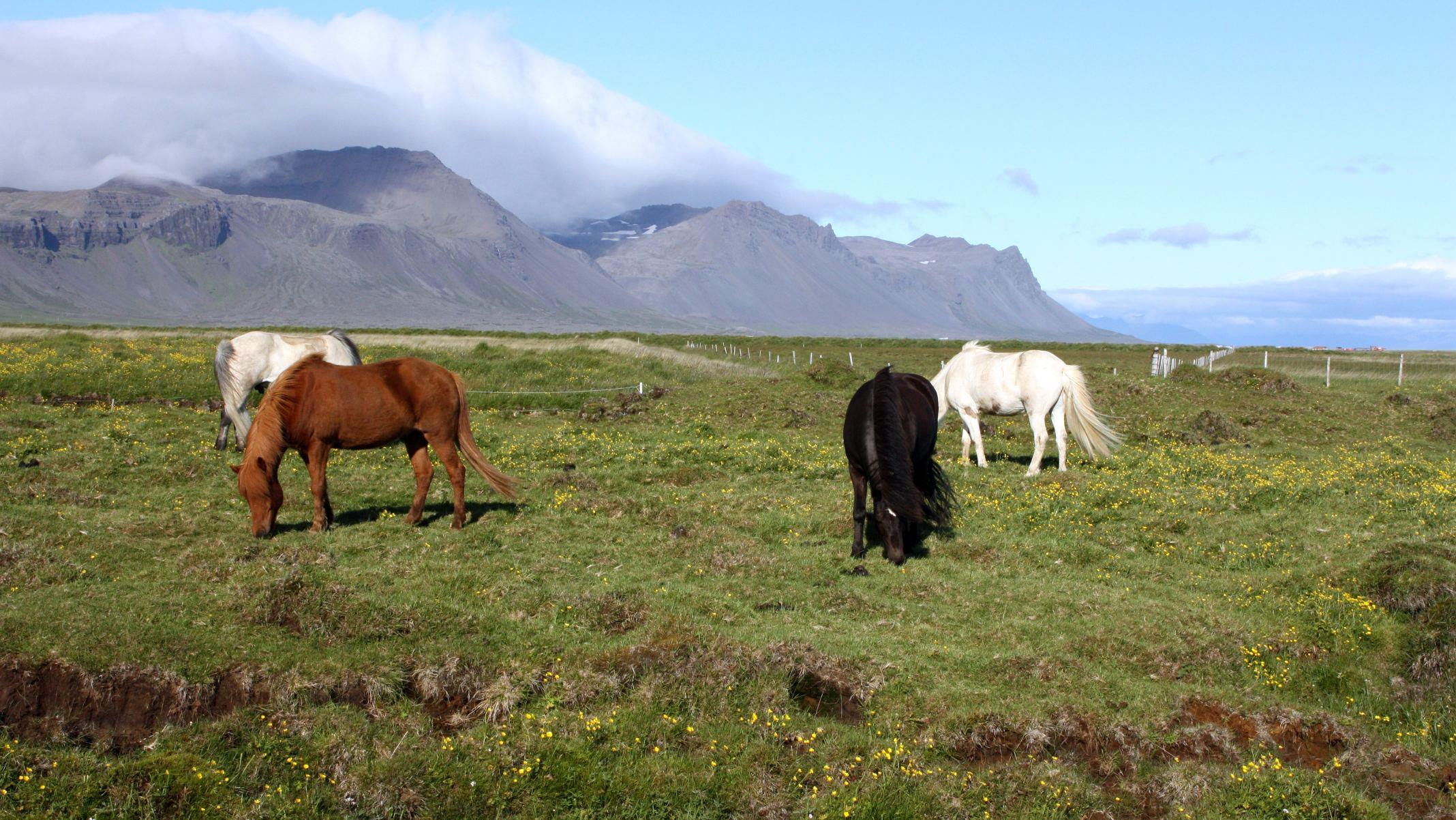 Berühmte Bewohner: Islandpferde